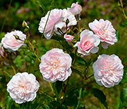 Foto av rosen med Louise de Bettignes namn