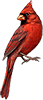 Teckning av en röd fågel som tittar åt sidan