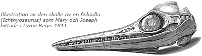 Teckning av ett skelett med texten intill: Illustration av den skalle av en fisködla (Ichthyosaurus) som Mary och Joseph hittade i Lyme Regis 1811.