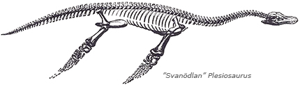 Illustration av långt skelett med texten : "Svanödlan" Plesiosaurus.