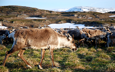 Renar på snöklätt sommarfjäll